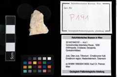 Foto (Objekt + Etikett) von Goniodromites bidentatus (Reuss, 1858)  (NHMW-GEO-2014-0194-0191)
